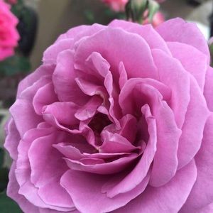 Meet your Posher, Anayeli